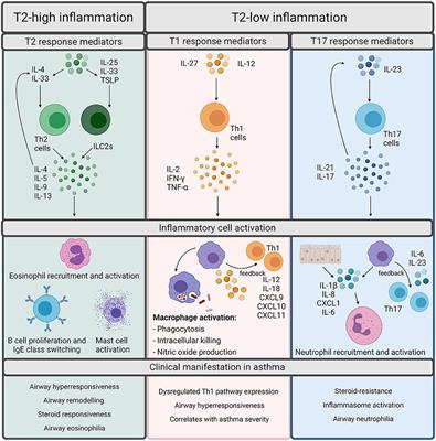 Interrupting the Conversation: Implications for Crosstalk Between Viral and Bacterial Infections in the Asthmatic Airway